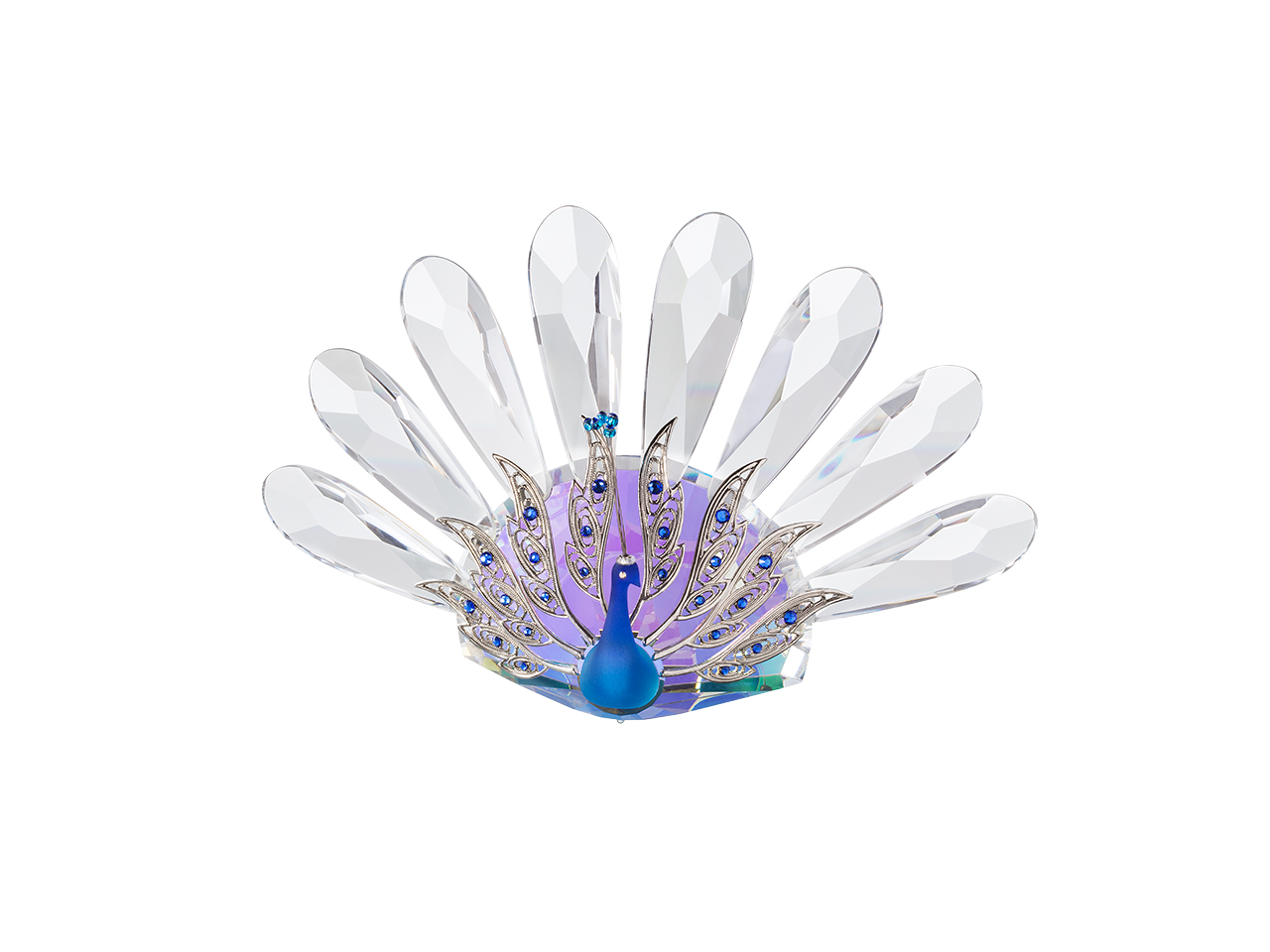 Peacock Beauty