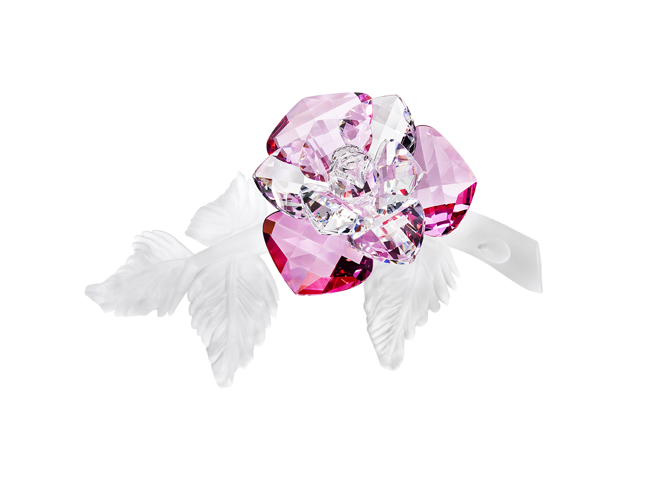 Wild Rose
